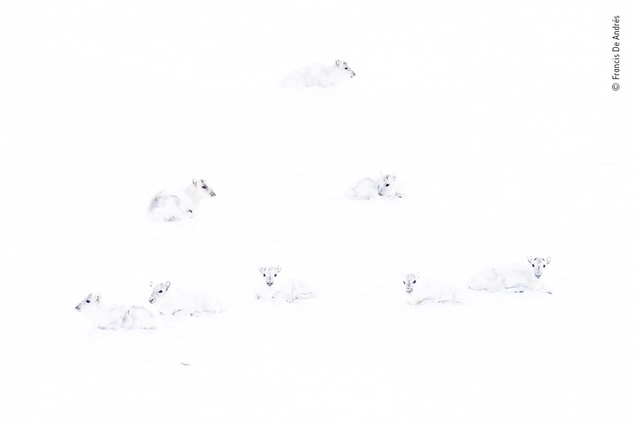 Arctic reindeer